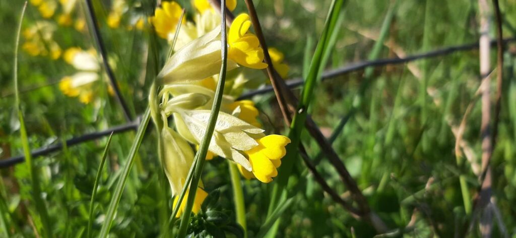 common cowslip 