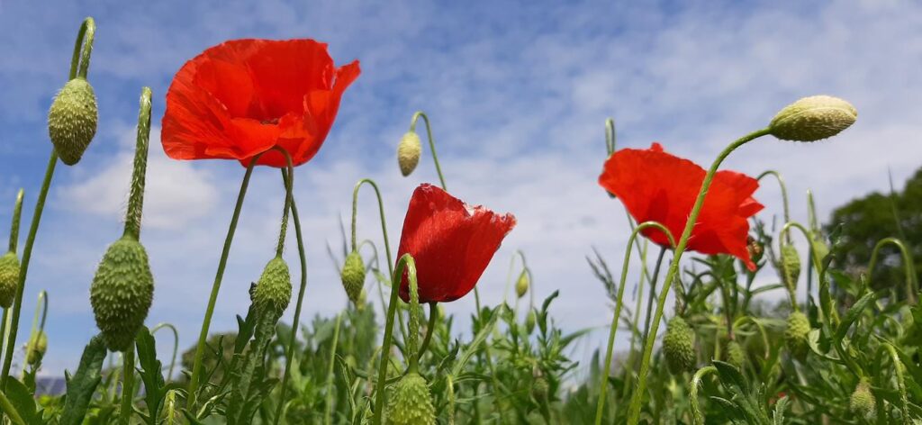 Red poppies 