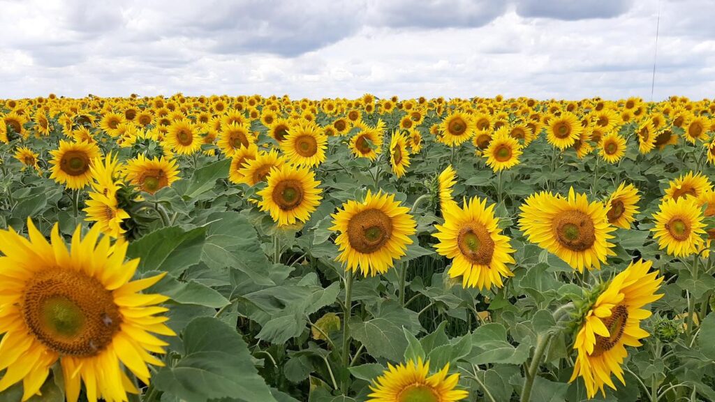 sunflowers