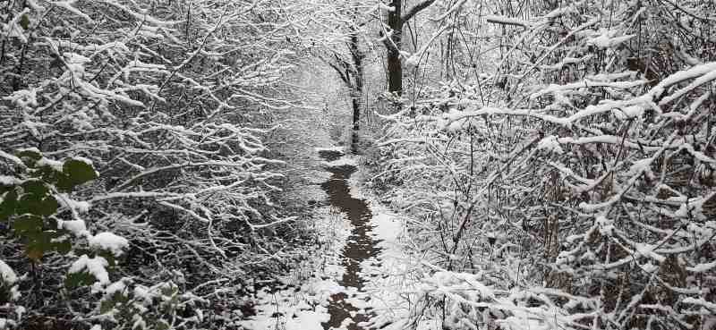 a path in the woods at wintertime