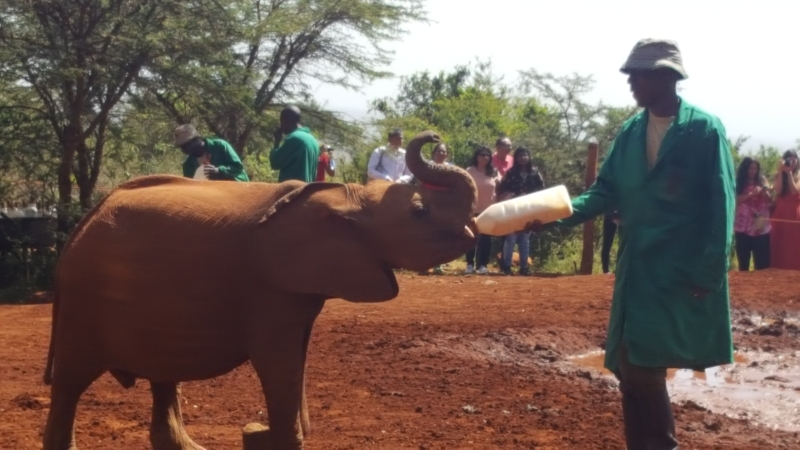 An orphan elephant growing up with the Sheldrick Wildlife Trust 